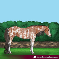 Horse Color:Bay Sabino Rabicano  and Bay Sabino Appaloosa Rabicano 