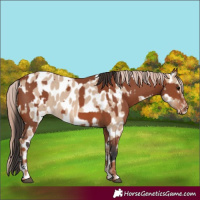 Horse Color:Bay Sabino Rabicano  and Red Dun Sabino Appaloosa Rabicano 