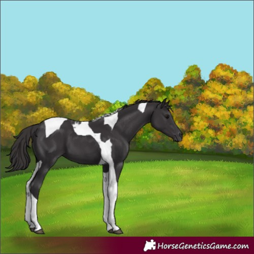 Horse Color:Smoky Black Tobiano 