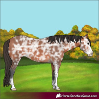 Horse Color:Bay Ice Sabino 