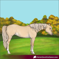 Horse Color:Palomino Dun
