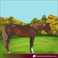 Horse Color:Liver Chestnut 