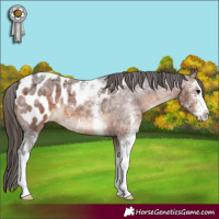 Horse Color:Bay Ice Roan Sabino Appaloosa 