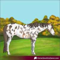 Horse Color:Buckskin Sabino Appaloosa 