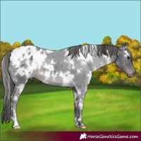 Horse Color:White Spotted Black Appaloosa