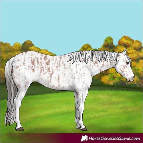 Horse Color:Bay Sabino Rabicano and Bay Sabino Appaloosa Rabicano