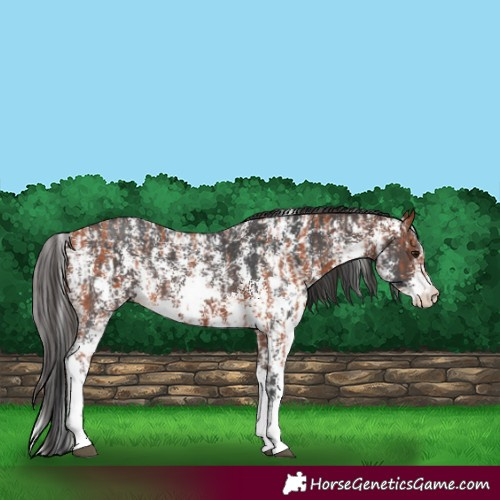 Horse Color:Bay Sabino Rabicano and Bay Sabino Rabicano