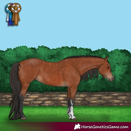 Horse Color:Bay Sabino Rabicano  and Bay Sabino Rabicano 