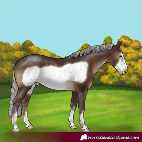 Horse Color:Silver Brown Frame