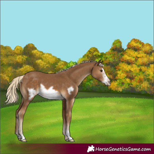 Horse Color:Chocolate Palomino Frame 