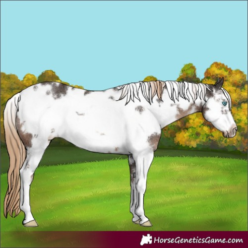 Horse Color:White Spotted Liver Chestnut Sabino Frame Rabicano 