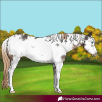 Horse Color:White Spotted Liver Chestnut Sabino Frame Rabicano