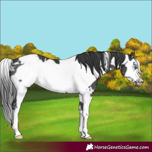 Horse Color:White Spotted Black Sabino Frame 