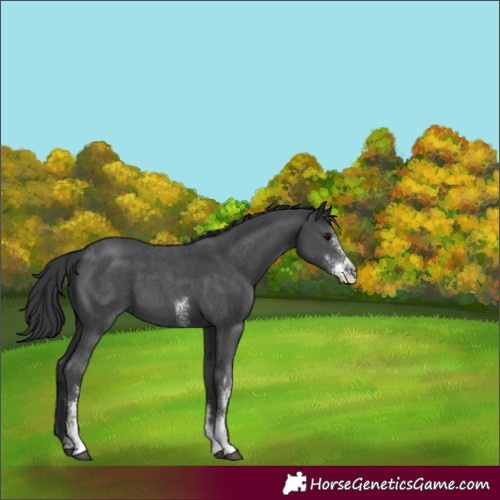 Horse Color:Black Sabino 