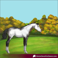 Horse Color:Brown Frame Rabicano 