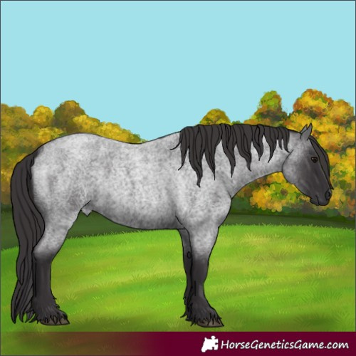 Horse Color:Smoky Blue Roan 
