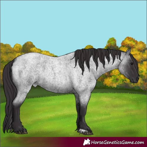 Horse Color:Smoky Blue Roan 