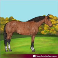 Horse Color:Bay Sabino Rabicano and Bay Sabino Rabicano