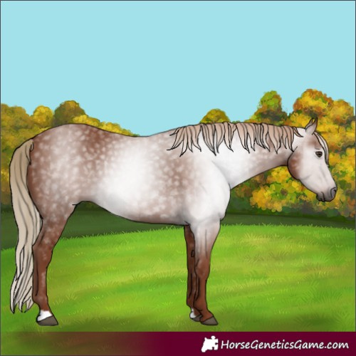 Horse Color:Gray Chestnut 
