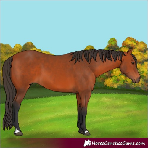 Horse Color:Bay 
