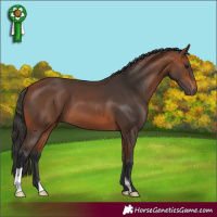 Horse Color:Bay 