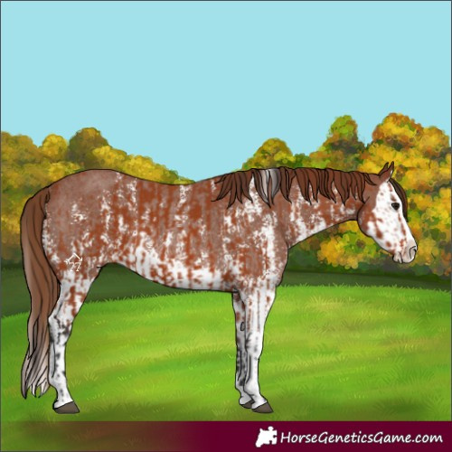 Horse Color:Bay Sabino Splash Rabicano  and Chestnut Sabino Splash Rabicano 