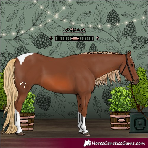 Horse Color:Chestnut Tobiano