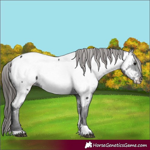 Horse Color:Black Tobiano Appaloosa 