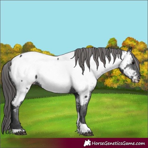 Horse Color:Black Tobiano Appaloosa