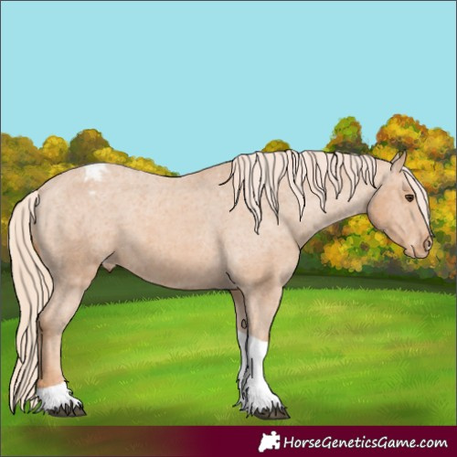 Horse Color:Chestnut Tobiano Appaloosa