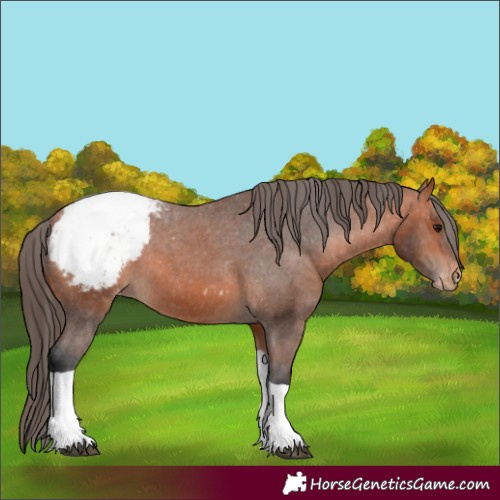 Horse Color:Bay Tobiano Appaloosa