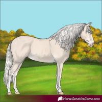 Horse Color:Cremello Tobiano 