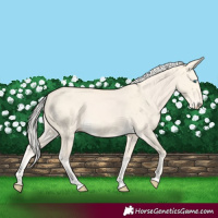 Horse Color:Cremello Dun Tobiano