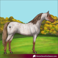 Horse Color:Red Roan 