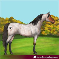 Horse Color:Bay Roan 