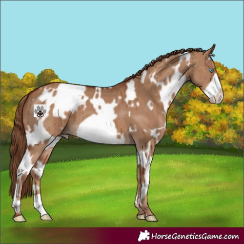 Horse Color:White Spotted Red Dun Frame Brindle 