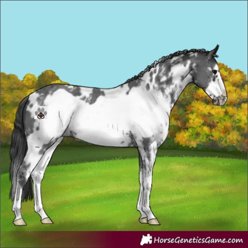 Horse Color:White Spotted Black Sabino Frame 