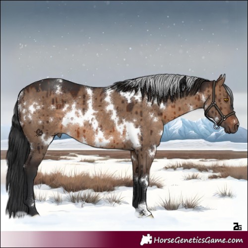 Horse Color:White Spotted Brown Dun Rabicano Brindle 