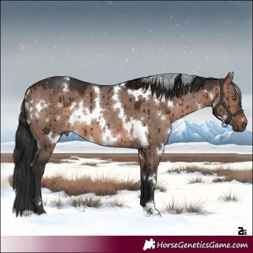 Horse Color:White Spotted Brown Dun Rabicano Brindle 