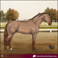 Horse Color:Red Dun 