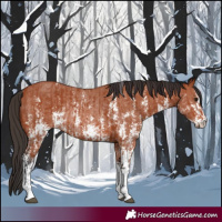 Horse Color:Bay Sabino Rabicano  and Bay Sabino Rabicano 