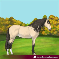Horse Color:Buckskin Dun