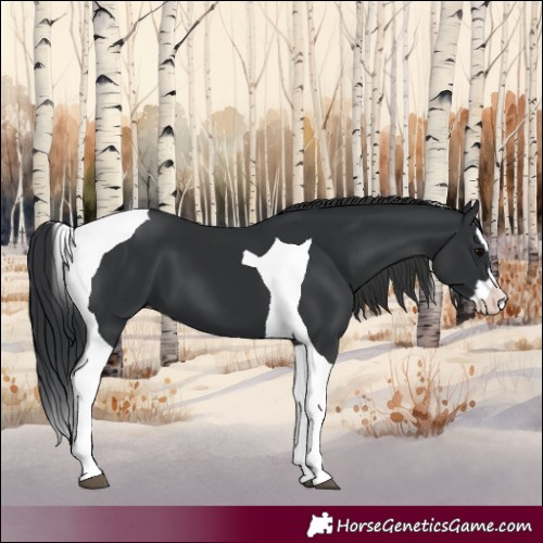 Horse Color:Black Splash Tobiano