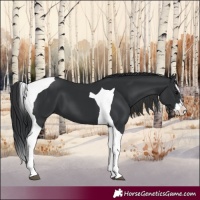 Horse Color:Black Splash Tobiano