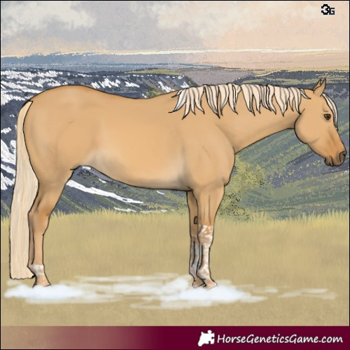 Horse Color:Palomino Dun Tobiano Rabicano 