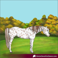 Horse Color:Chestnut Appaloosa