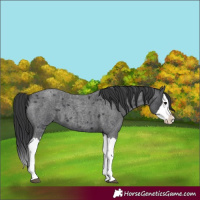Horse Color:Blue Roan Splash