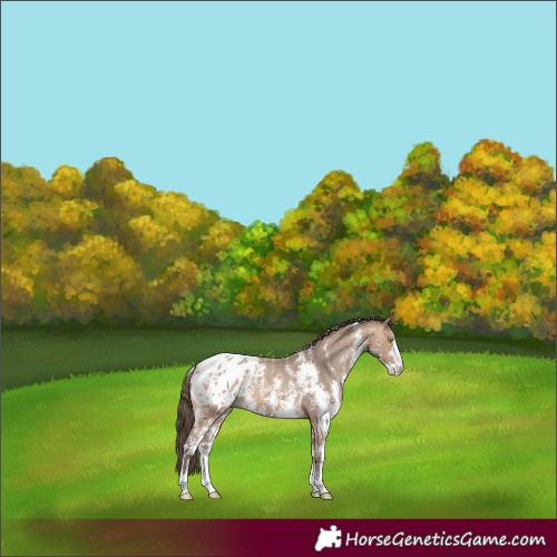 Horse Color:Amber Champagne Sabino Appaloosa 