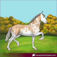 Horse Color:Silver Buckskin Sabino Splash