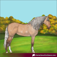 Horse Color:Silver Bay Dun
